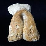 Pygope catulloi PICTET 1867 - Bild © FossNet FossilienStore